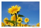 sun sun