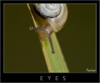 eyes eyes