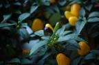 nel mio giardino... nel mio giardino...