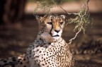 Namibia 215 Namibia 215