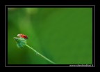 Red and black in green Red and black in green