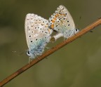 Giochi di coppia Giochi di coppia