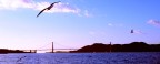 Golden Gate