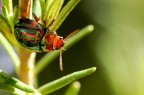 Tra il rosmarino Tra il rosmarino