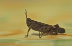 Cavalletta Cavalletta