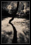 Tronco e sua Ombra Tronco e sua Ombra