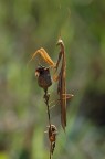 Mantide Sul Fiore Secco