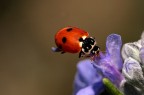 Coccinella septempunctata Coccinella septempunctata