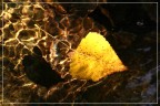 Autunno nei rigagnoli Autunno nei rigagnoli