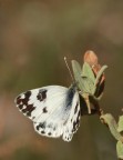 Pontia daplidice 1 Pontia daplidice 1
