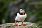 PUFFIN (FARNE ISLANDS)2 PUFFIN (FARNE ISLANDS)2