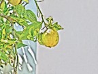 Limone Limone