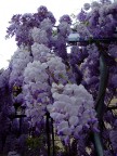 Fiori fUori Fiori fUori