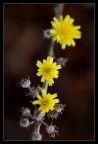 Un sole fatto di petali Un sole fatto di petali
