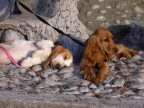 Dolce riposo........ Dolce riposo........