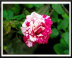 Rosellina Rosellina