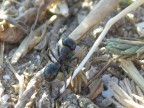 Formica specchio Formica specchio