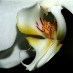 Orchidea selvaggia Orchidea selvaggia