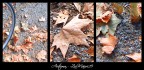 ..Autumn.. Dedicated To.. ..Autumn.. Dedicated To..
