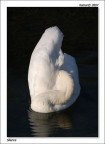 Cigno Cigno