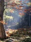autunno autunno