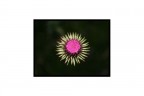 sol-fiore sol-fiore