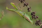 Mantis religiosa