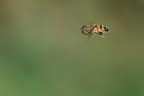 Volo Libero Nel Verde Volo Libero Nel Verde