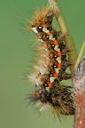 Bruco di Acronicta rumicis