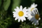 Fiore Fiore