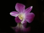 fiore ... fiore ...