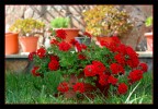verbenia verbenia