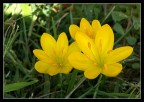 croccus 2 croccus 2