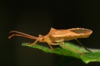 Cimice Cimice