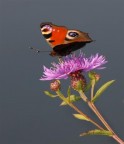 Vanessa Vanessa
