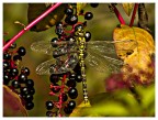Aeshna Cyanea Aeshna Cyanea