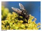 Mosca Mosca