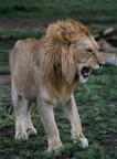 leone_1 leone_1