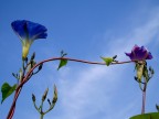 Viens ici ma douce fleur.JPG Viens ici ma douce fleur.JPG