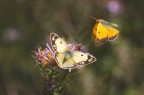 Colias crocea (f. Helice) Corteggiamento Colias crocea (f. Helice) Corteggiamento