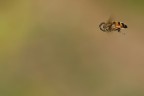 In Volo In Volo