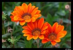 Fiori Fiori