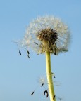 Soffia ancora... Soffia ancora...
