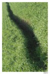 Grano Grano
