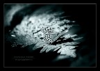 butterfly ice butterfly ice
