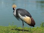 Uccello vanitoso Uccello vanitoso