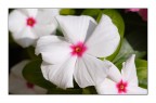 White flowers White flowers
