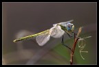 La mia prima libellula La mia prima libellula