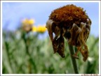 Appassire, Morire, Nel Verde