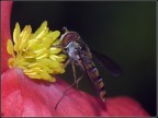 On the Flower On the Flower